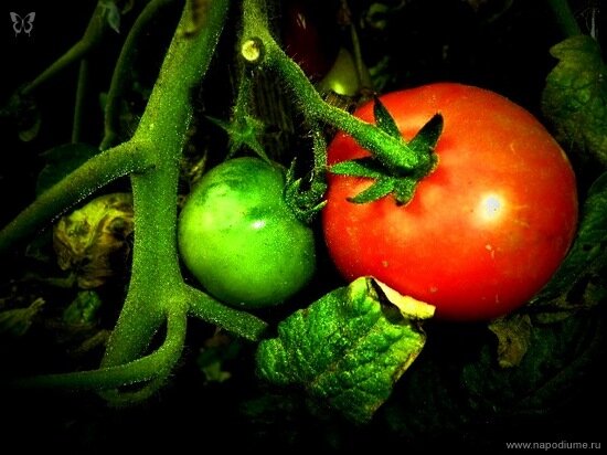 Фото Julia Tofan