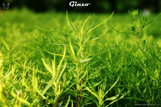 Фото Artyr Ginzo