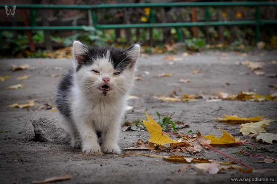 Фото Дмитрий Котюков