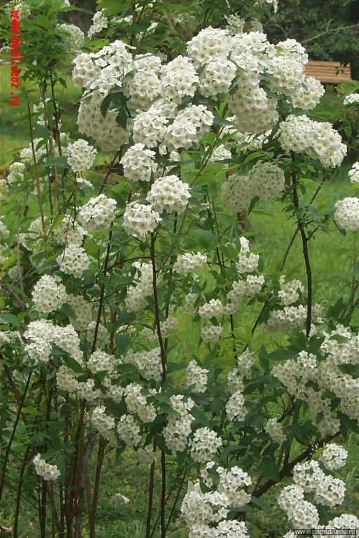 цветы, невеста, сочи