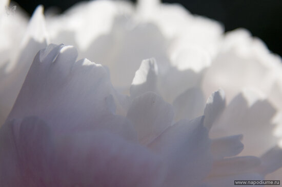 Фото masherr Larsen