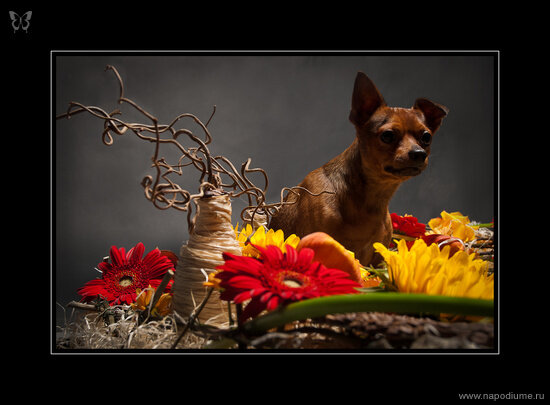 Фото Марат la Flor Антури