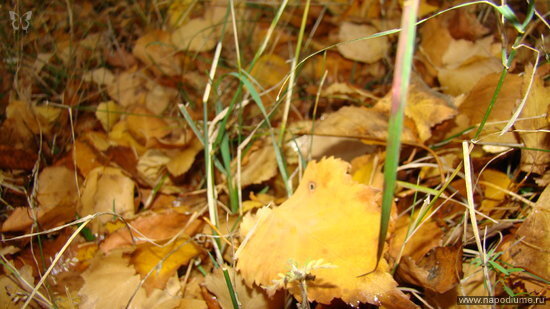 Фото Daria Drida Zhyvchenko